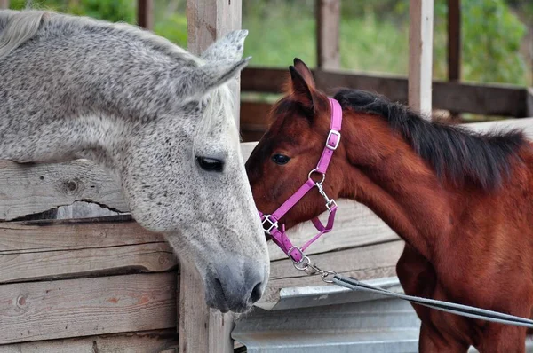 Colt yüzünü gri atın arkasına sakladı.