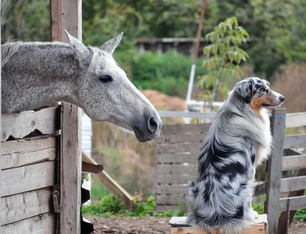 Gri at Avustralya 'ya uzanır.