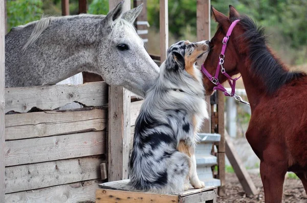 Tay ve at Avustralyalıyla tanışın.