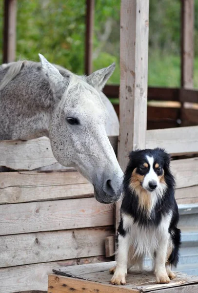 Avustralyalı kız ve gri at