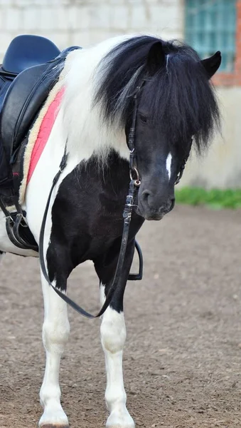 Piekfeines Pony Steht Auf Dem Festplatz — Stockfoto