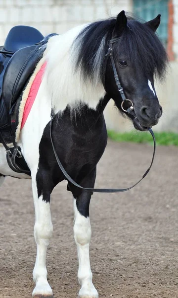 Piepkleine Pony Houdt Teugels Tussen Zijn Tanden — Stockfoto