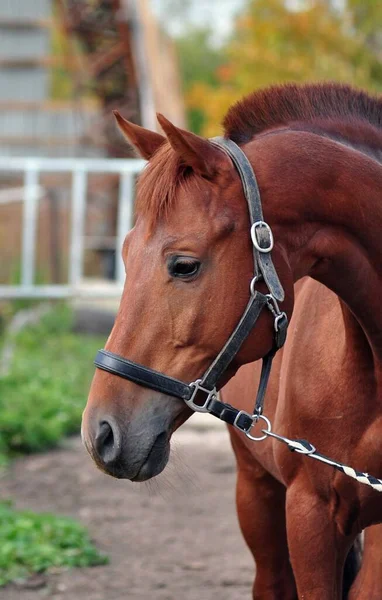 Siyah deri bir yular içinde kırmızı bir aygır portresi