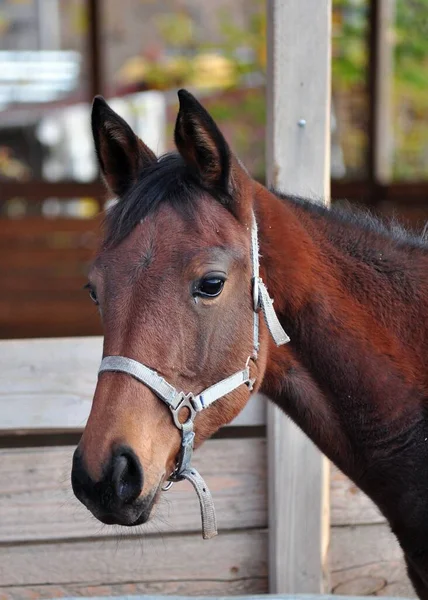 Retrato Uma Baía Colt Trakenen — Fotografia de Stock