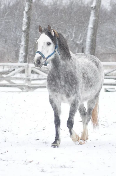 Grijs Paard Sneeuwstorm Straat — Stockfoto