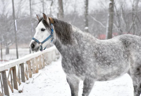 Тёмно Серая Лошадь Снежной Улице — стоковое фото