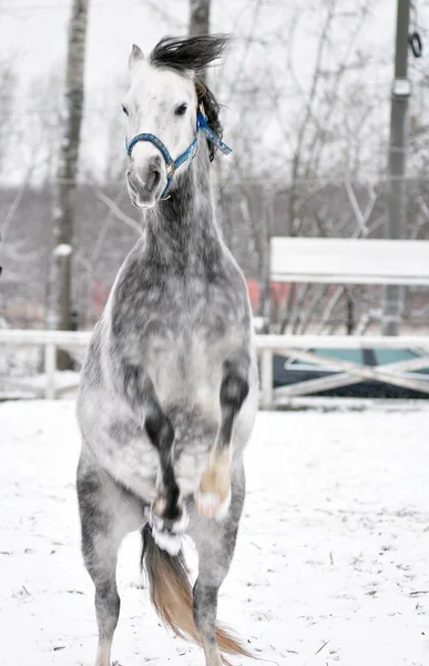 Серый Конь Стоит Свече — стоковое фото