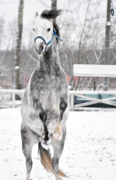 Caballo Gris Está Parado Sobre Una Vela — Foto de Stock