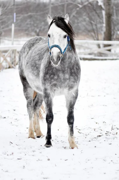 Красивая Серая Лошадь Морозный День — стоковое фото