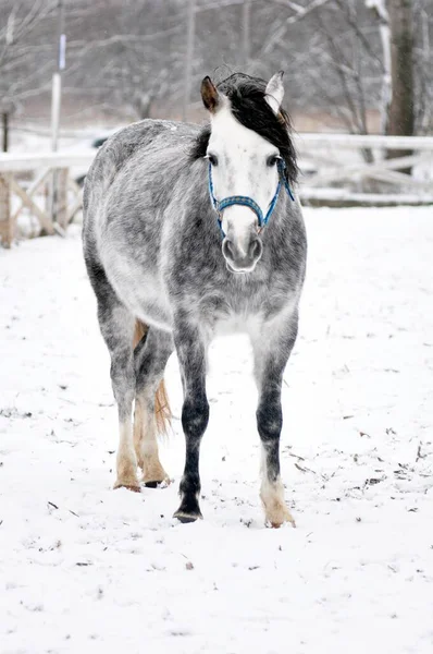 Красивая Серая Лошадь Стоит Снегу — стоковое фото