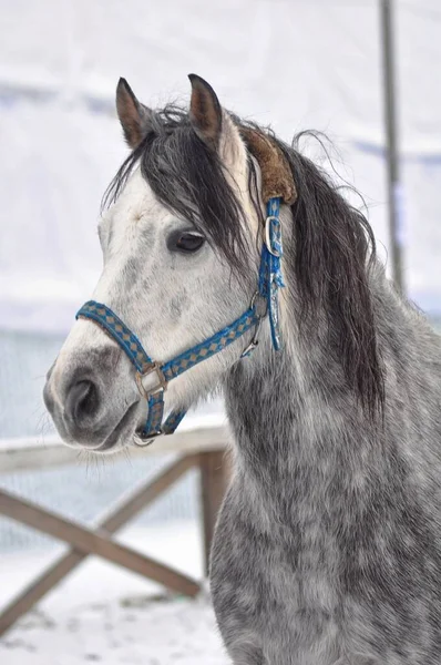 Porträtt Mörkgrå Hingst Nacken — Stockfoto