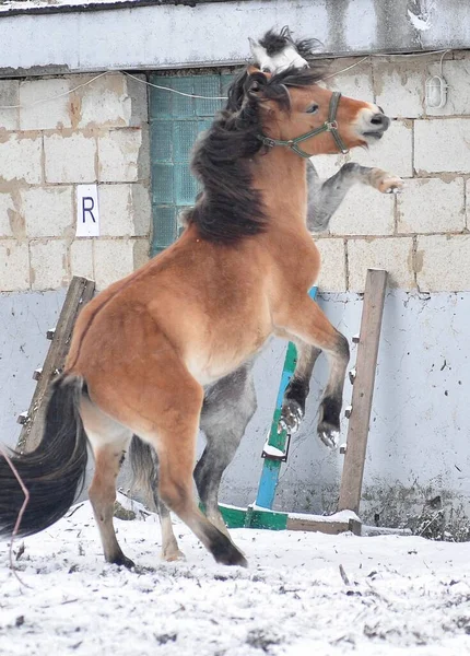 Dois Cavalos Divertem Jogando Inverno — Fotografia de Stock