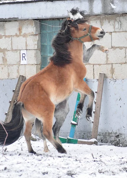 Dos Caballos Divierten Jugando Invierno —  Fotos de Stock