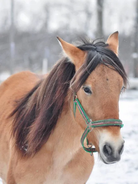 Лошадь Сарасу Закрывается Морозный День — стоковое фото