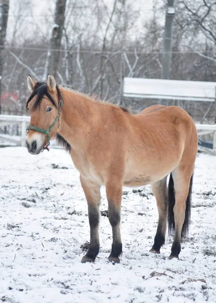 Sarasou atı ileriye bakıyor.