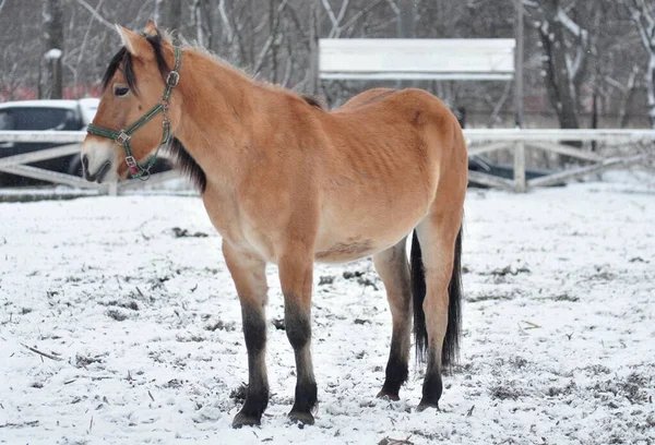 霜の日にサラソウの若い馬 — ストック写真