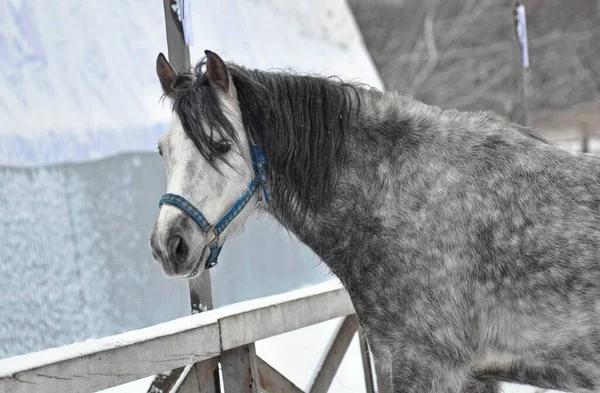 寒い冬と灰色の馬 — ストック写真