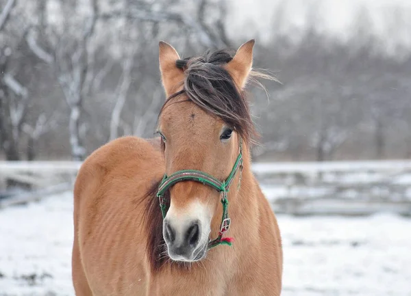 Retrato Savrasov Caballo Invierno —  Fotos de Stock