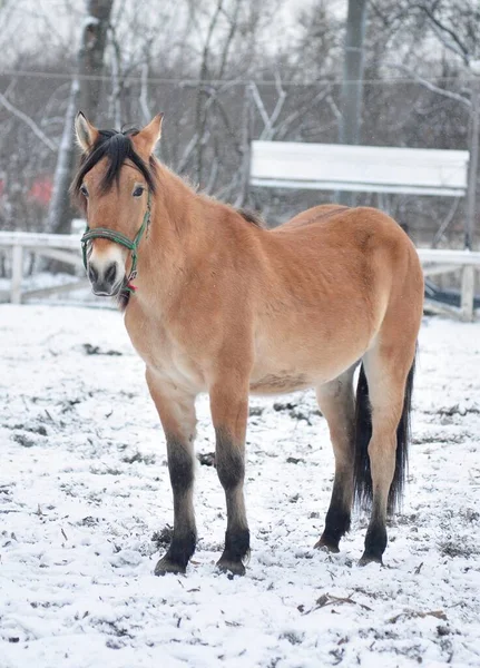 Vinter Frostiga Dag Och Häst — Stockfoto
