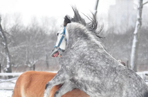 別の馬とZagriyval灰色の馬 — ストック写真