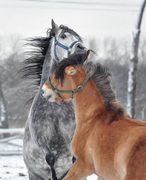 Игры Двух Лошадей Вблизи — стоковое фото