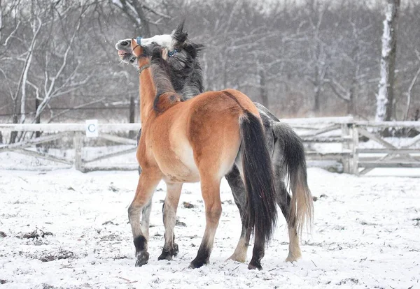 Funny games of horses in winter