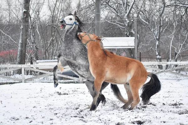 ろうそくの上に二頭の馬が立って — ストック写真