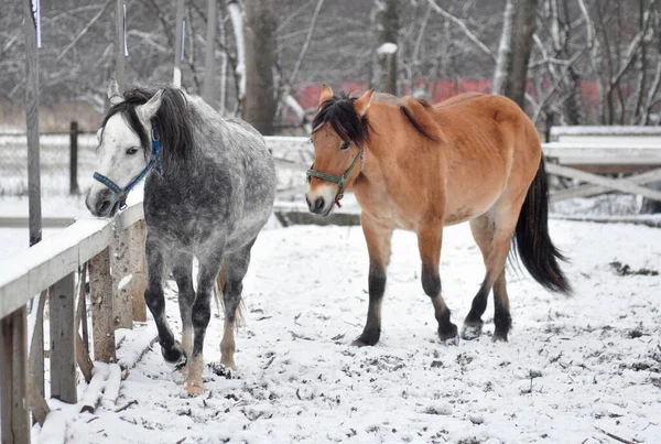 Horses walk on the parade ground