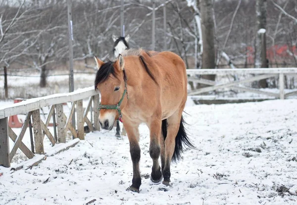 Horses on the winter parade ground