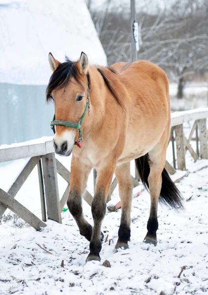 緑のホルターのサラソウ馬 — ストック写真