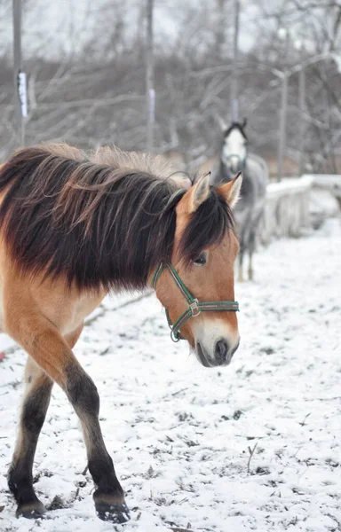 Genç Sarasu Atı Kış Günü — Stok fotoğraf
