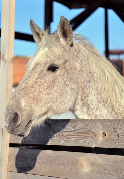 Caballo Gris Una Mañana Febrero —  Fotos de Stock