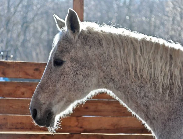 Spring Sun Horse Mane — Stock Photo, Image