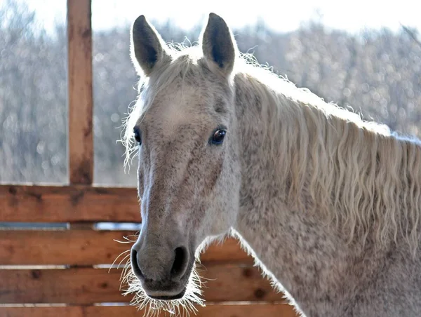 Sunlight Falls Grey Horse — Stock Photo, Image
