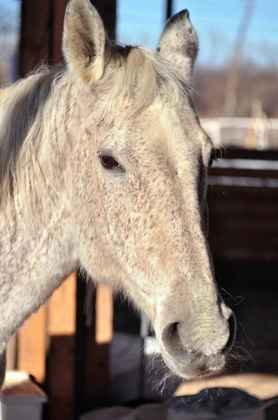 Cavalo Cinzento Agita Sol Brilhante — Fotografia de Stock