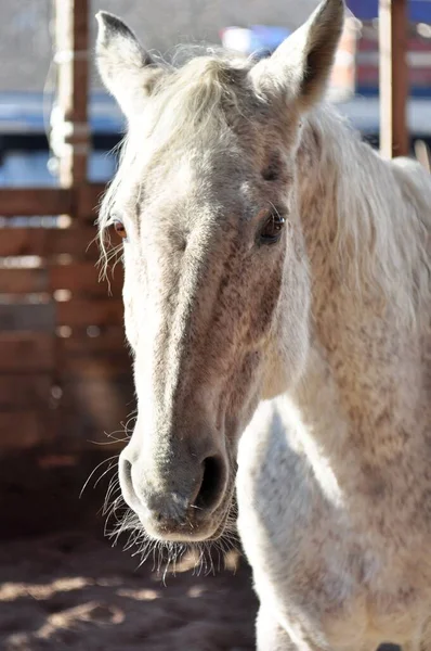 Зимнее Солнце Серая Лошадь — стоковое фото