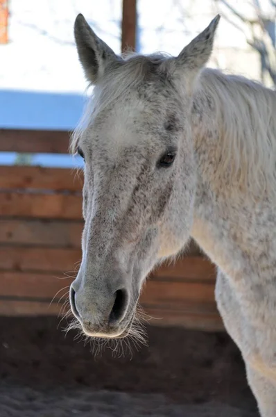 Cheval Gris Dans Arène — Photo