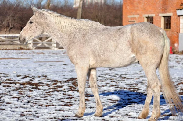 The horse stands on the parade ground in the spring day