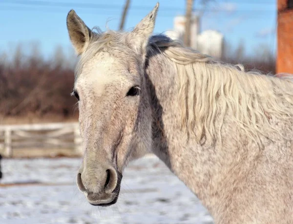 Grijs Paard Lopend Paddok — Stockfoto