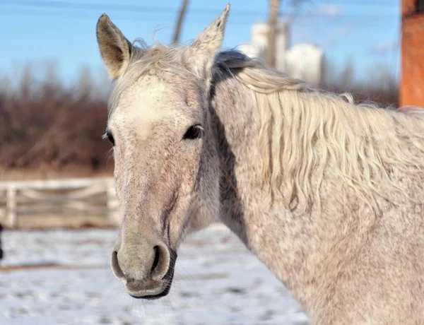 Grå Häst Går Paddok — Stockfoto