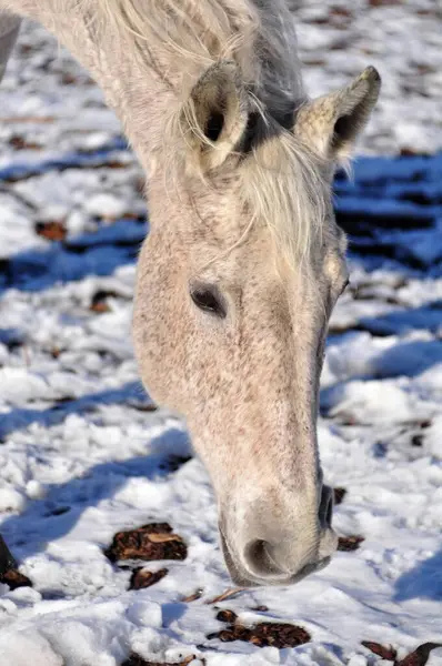 At başını kara doğru eğdi.