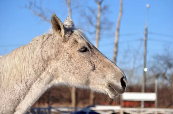 Grey Horse Squinted Sun — 图库照片