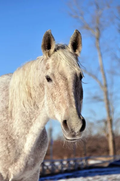 Inverno Céu Brilhante Sobre Cavalo — Fotografia de Stock