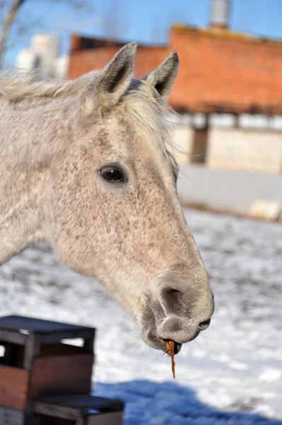 Gris Cheval Grignote Sur Bâton — Photo