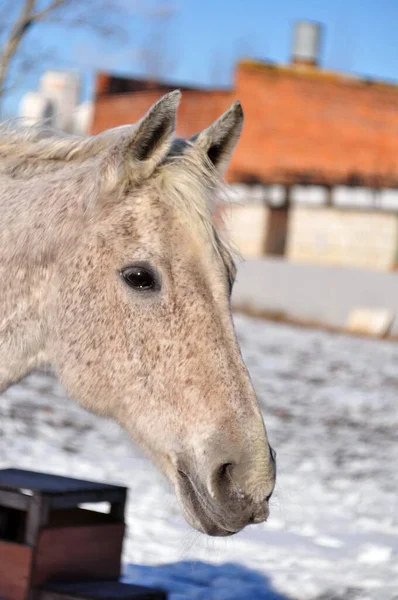 Cavalo Cinzento Sol Inverno — Fotografia de Stock