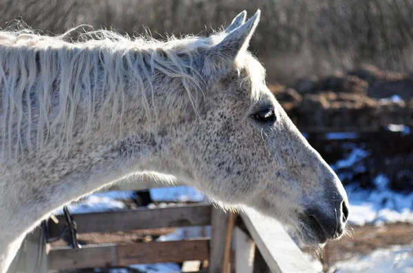 灰色の馬と明るい春の太陽 — ストック写真