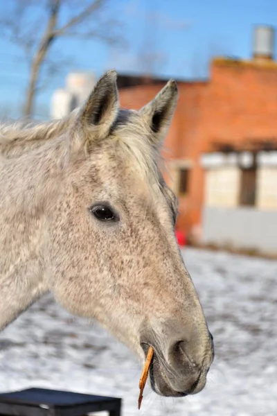 Серый Конь Палкой Зубах — стоковое фото