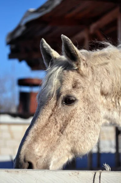 Cavalo Cinzento Escondeu Nariz Atrás Cerca — Fotografia de Stock