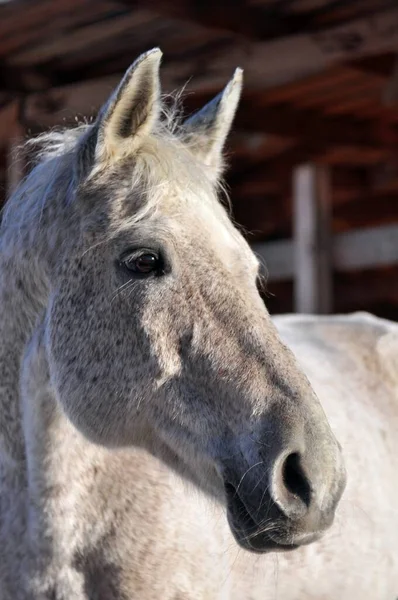 Het Expressieve Gezicht Van Een Grijs Paard — Stockfoto