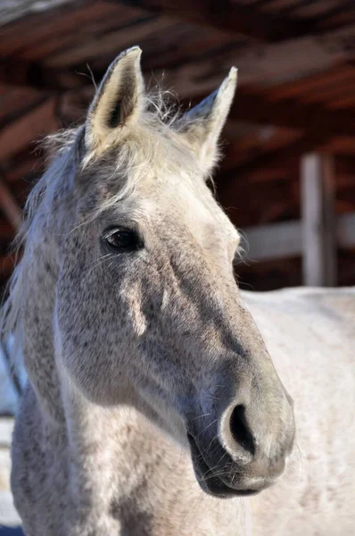 Grijs Paard Boekweit Zon — Stockfoto